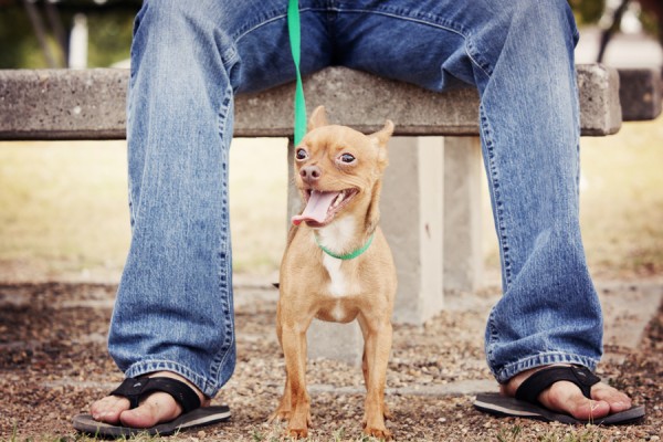 © Photos by Keshia | Daily Dog Tag |adopted Chihuahua Oklahoma, Pet Rescue Photography
