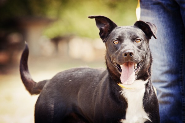 © Photos by Keshia | Daily Dog Tag |Mixed breed dog up for adoption, Bethany Animal Welfare, OK