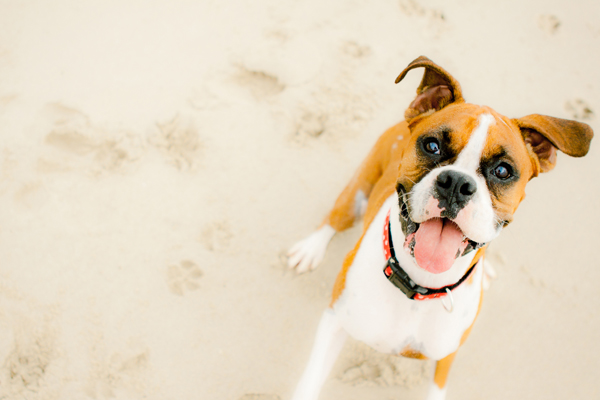 Harper the Boxer on the sand beach
