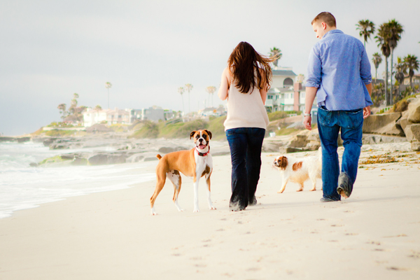 Cavalier and Boxer and humans on the beach
