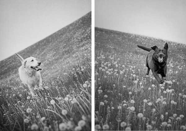 © StudioFido | Daily Dog Tag |Labradors, dog photography