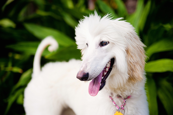 © Emilee Fuss Photography | Daily Dog Tag | Afghan hound, modern-dog-photography