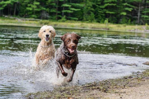 Goldendoodle and wirehaired Griffon