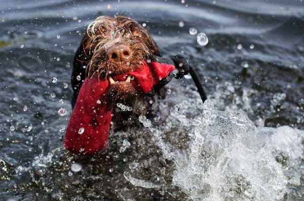 Wirehaired Griffon in pond
