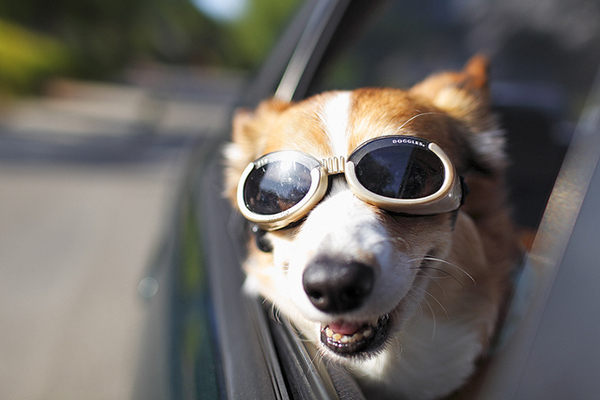 dog loving car ride