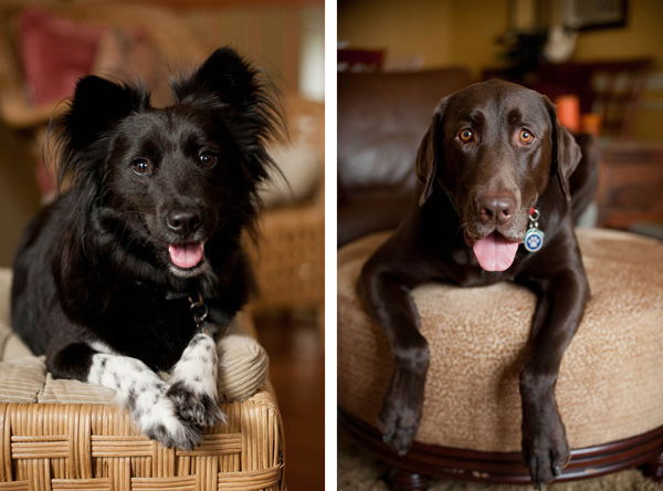 rescue-dogs-on-furniture, canine-best-friends Syracuse-dog-photography