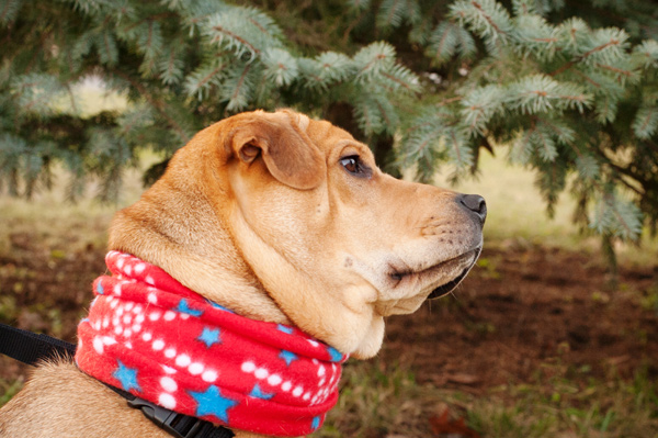 © Alice G Patterson Photography | Syracuse lifestyle dog photographer, Sharpei-Beagle-Mix-Rescue-Dog