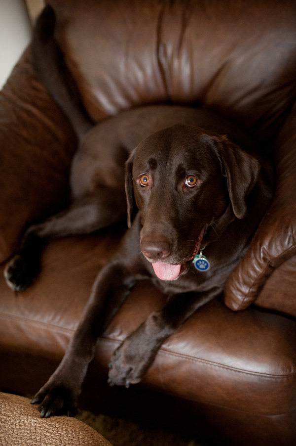 rescued-chocolate-lab-mix-on-chair, Virginia-dog-photography