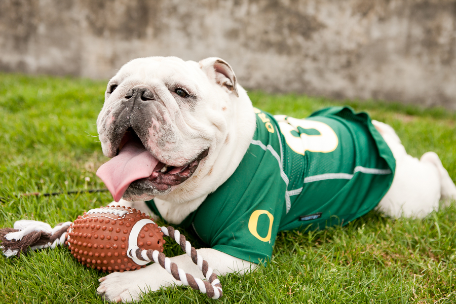 Football Bulldog