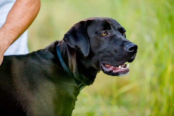 Black-lab,boxer, Great-Dane-mixed-breed, rescued