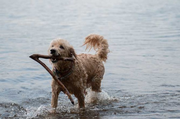Goldendoodle playing on the water, Adirdondacks, pet photography