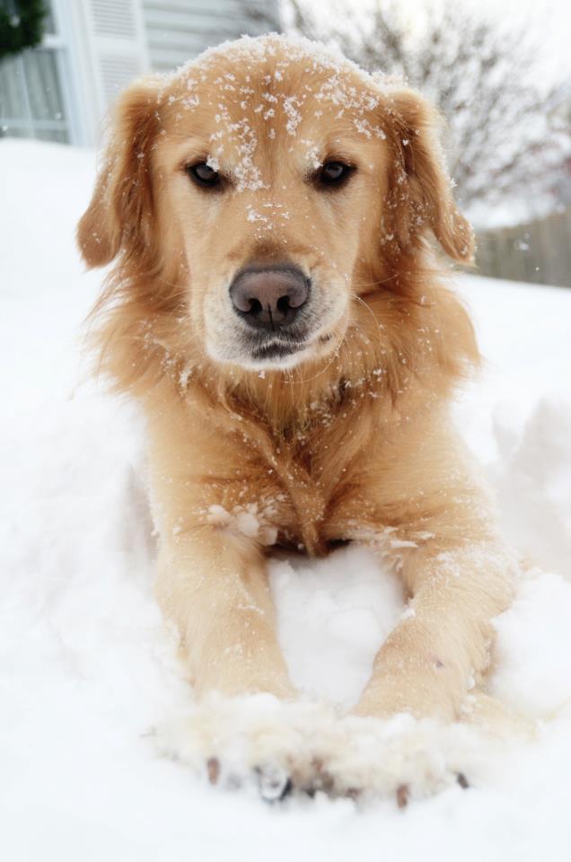 family-dog-in-snow