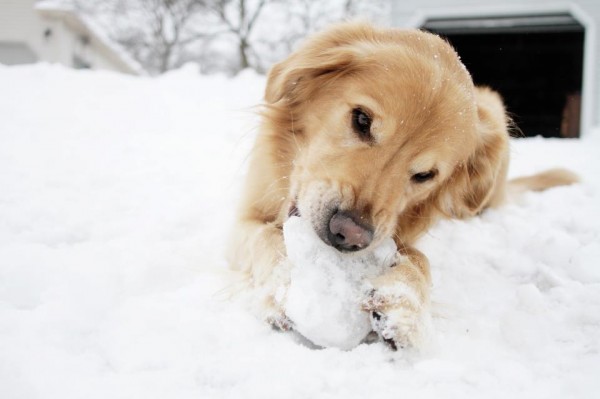 Big-dog-eating-snowball