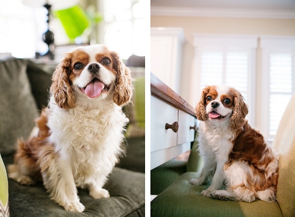 Charleston-dog-portraits