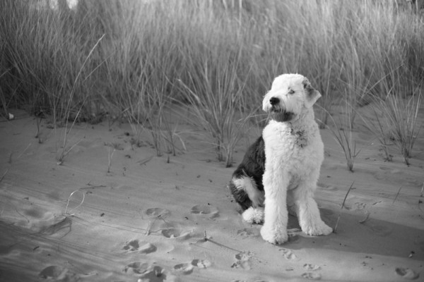 black-&-white-portrait-of-English-Sheepdog, MN-dog-photographer