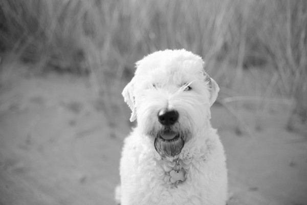black-&-white-portrait-of-English-Sheepdog