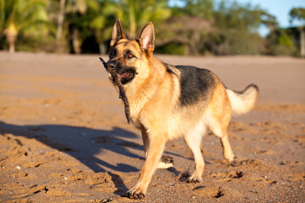 German-Shepherd-on-beach, AU-dog-photography
