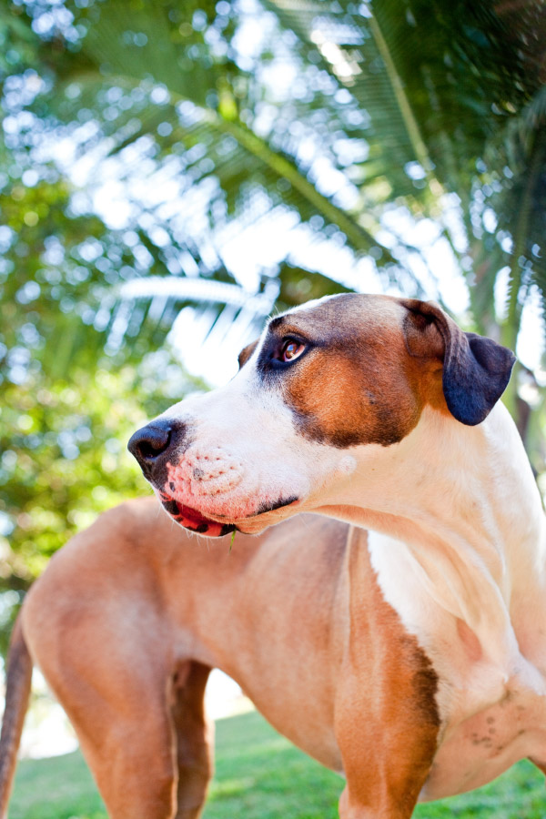 Great-Dane-mix-on-with-palm-tree