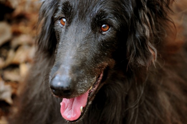 Groenendael-mix, canine-cancer-survivor