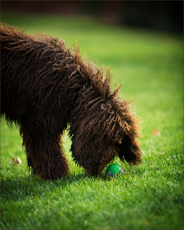 Labradoodle-With-Ball, Pittsburgh-dog-photography