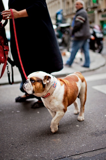 English-bulldog-street-photography