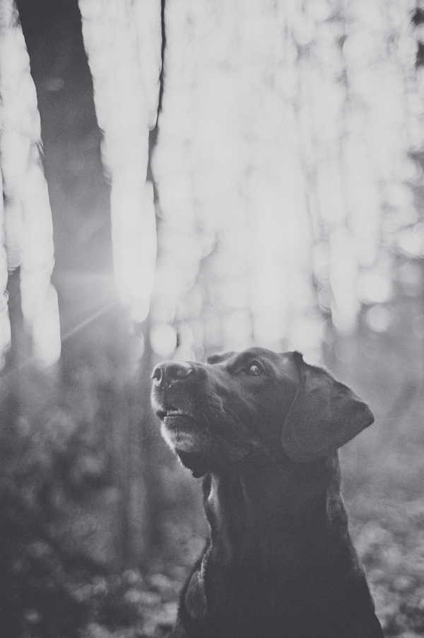©StudioFido | handsome dog, lifestyle portraits