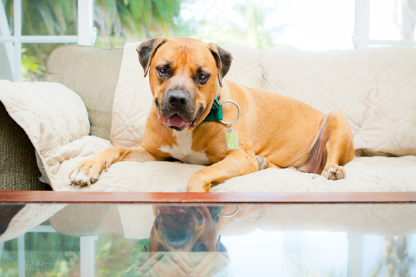 Lucky-dog-found-forever-home, dogs-on-furniture