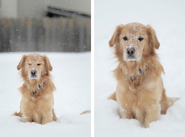 family-dog, snowy-pet-portrait