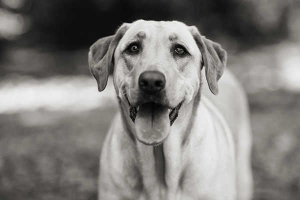 black-&-white-portrait-of-Yellow-Retriever, Sacramento-Pet-Photography