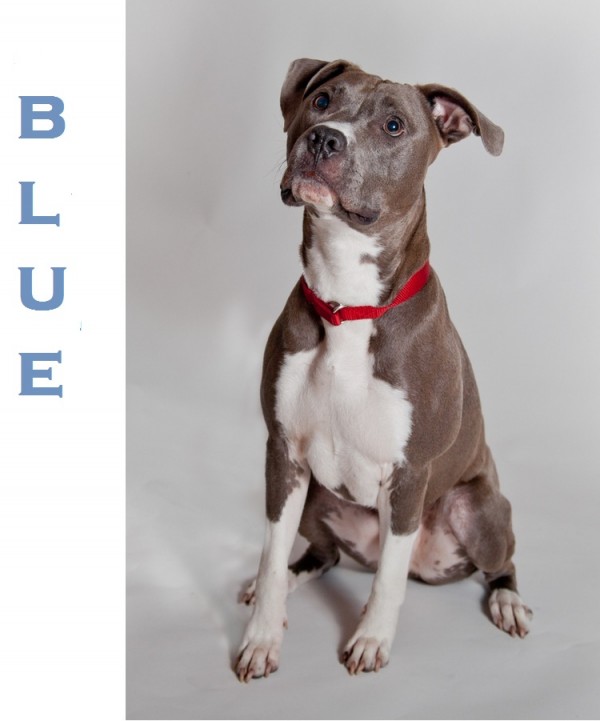 Adopt-Blue! Humane-Society-of-Eastern-Carolina