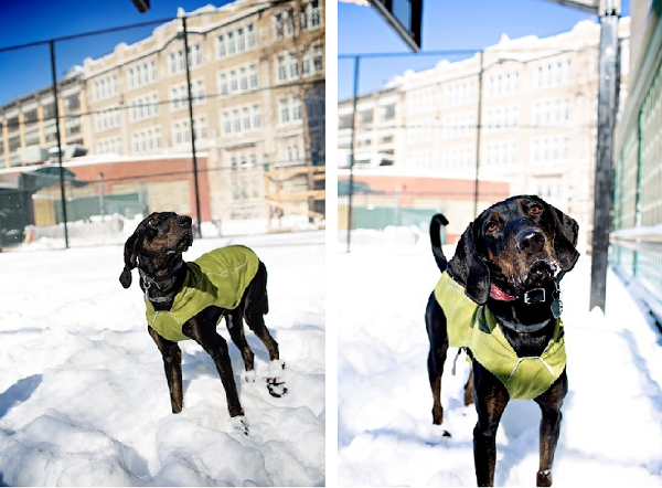 adoptable-Coonhound-Plott-hound-mix, NYC-adoptable-dog