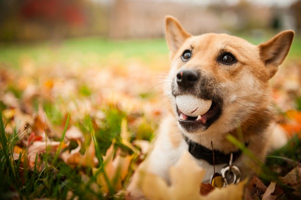 Shiba-Inu, happy-dog