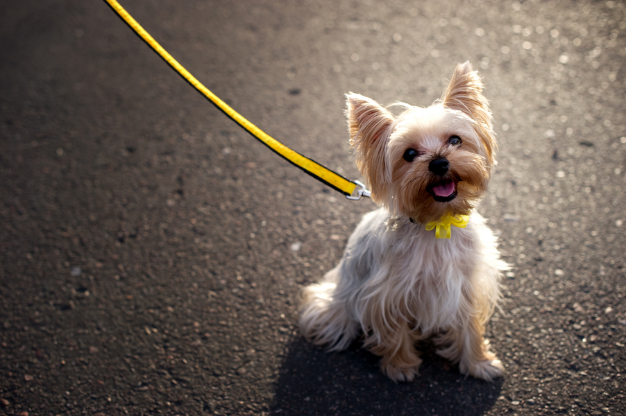Yorkie-with-yellow-bow-leash
