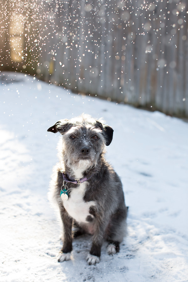 sparkly-snow, sweet-adopted-pup, Rochester-photographer