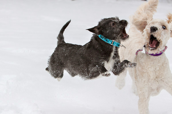 dogs-playing-in-snow