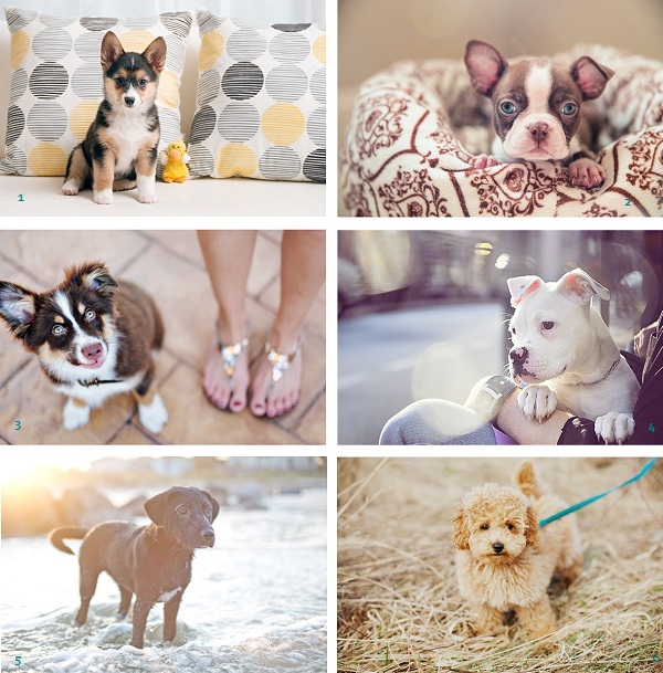 Most-adorable-puppies