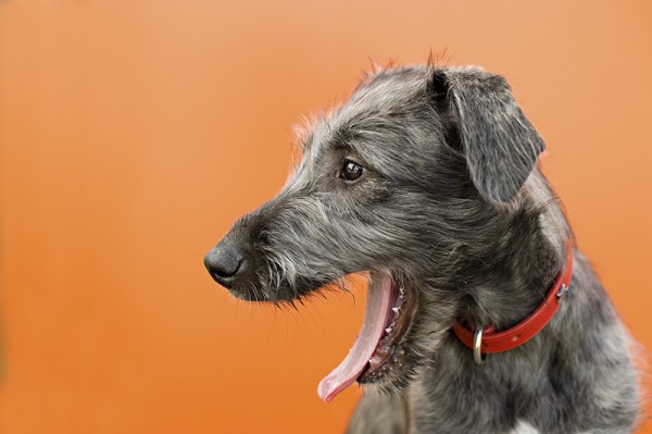 Irish-Wolfhound-pupppy, red-collar