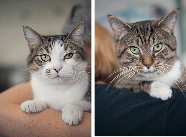 adoptable-cats-Saginaw-County-Animal-Care-Center, MI-Pet-photographers