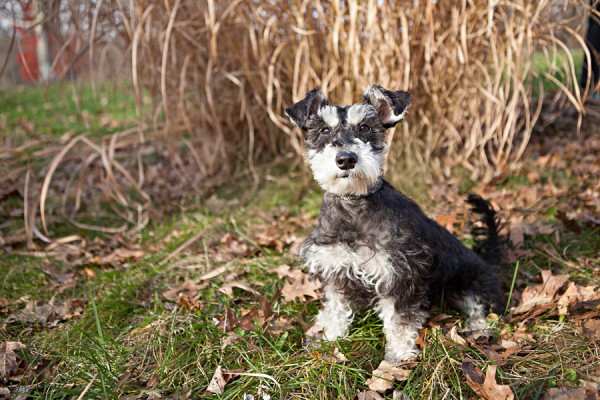 New-Jersey-pet-photographer, scruffy-the-dog