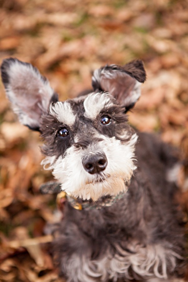 NYC-rescued-dog, dog-eyebrows