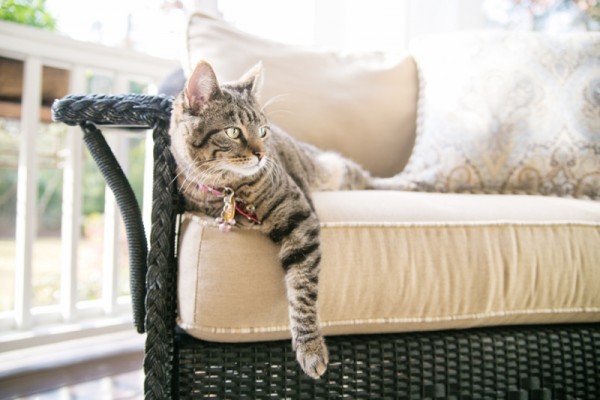 Tabby-cat, South-Carolina-Pet-Photography