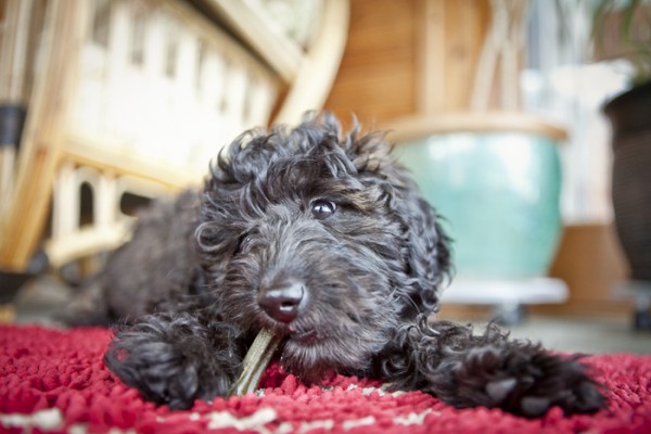 Goldendoodle-pup-chewing