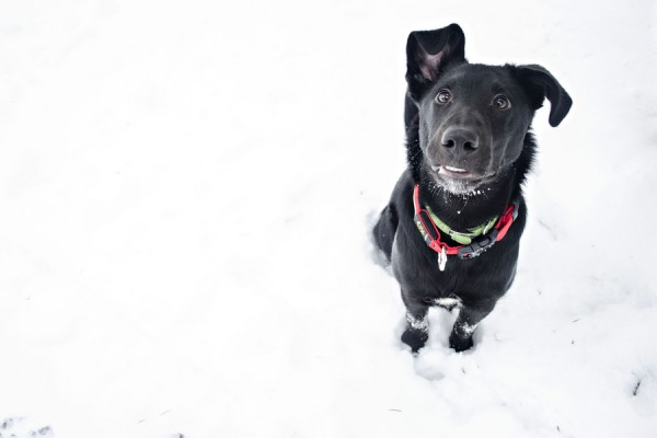 Boxer-Labrador-mix, modern-dog-photography
