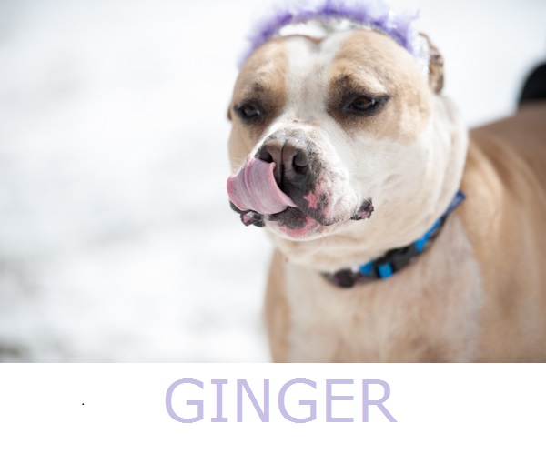 adopt-Ginger-tan-white-pitty. Pit-City-Rescue