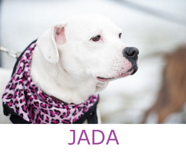 Pit City Rescue, Inc.