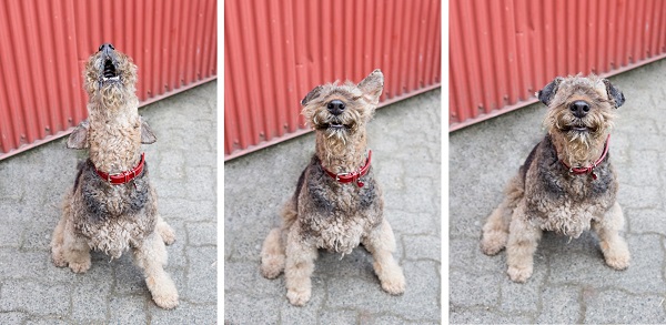 creative-dog-portraits