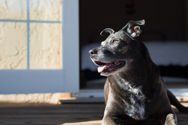 senior-dog-portrait