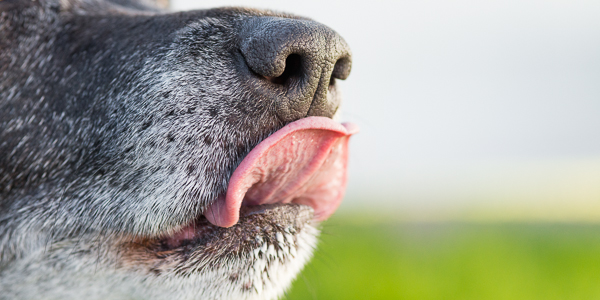 detail-of-dog's-muzzle-and-tongue