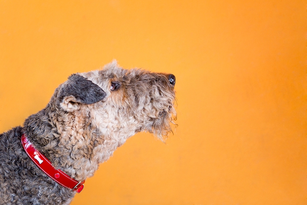 Airedale-wearing-red-collar-orange-background