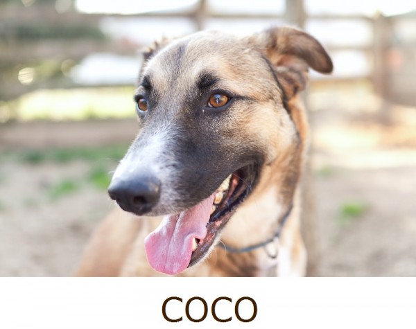 Adopt-Coco! VA-pet-photographer